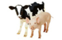 conservadores-consumo-animal