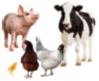 nutricion-animal