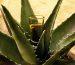 Espectroscopía de absorción atómica, ideal para el análisis de metales en mezcal