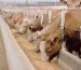 Pellets para la alimentación animal