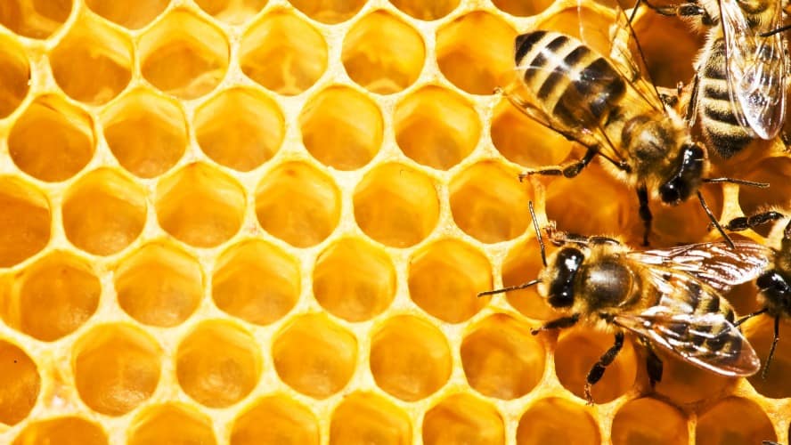 Tu presencia en Internet®️ te lleva por el camino de los resultados, y es  una estrategia exclusiva con nosotros Cera de abeja: Materia prima natural  para la industria - Tu presencia en