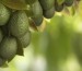 El aceite de aguacate en la industria cosmética