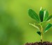 Bioestimulantes, una nueva era en agricultura