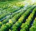 El cloruro de potasio en la agricultura