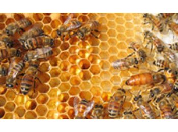 Cera de Abeja