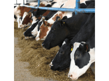 leche en polvo2