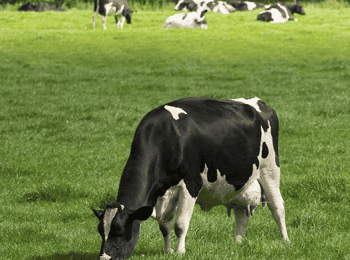 azucar de leche1