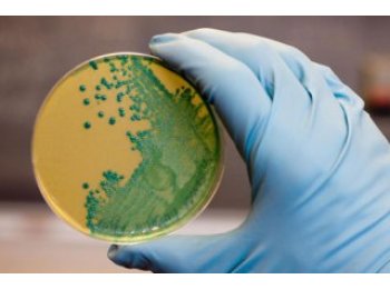 Agar agar para bacteriologia - Marine Hydrocolloids