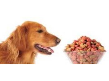 COLORANTES PARA ALIMENTOS DE ANIMALES