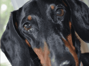 medicinas-veterinarias2