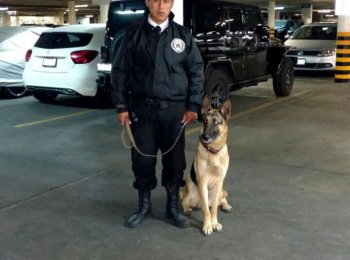 Guardias de seguridad con apoyo canino - Begecan Adiestramiento y Servicio Privado en Seguridad Canina