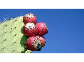 XOCONOSTLE COMPLETO EN POLVO