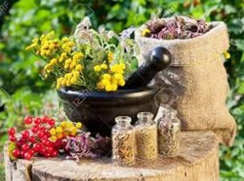 PLANTAS MEDICINALES NACIONALES