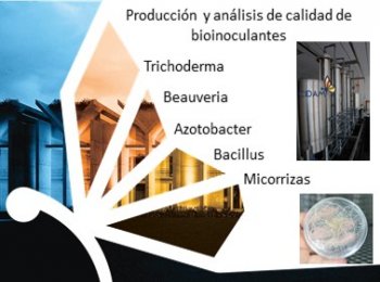 Producción de bioinoculantes