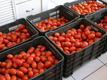 Jitomate saladette - Guibher