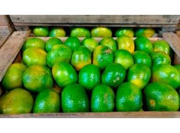 Mandarina tangerina - Guibher