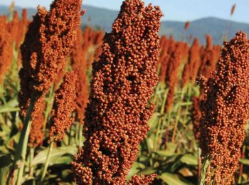 Sorgo para grano y forraje - FAYLE