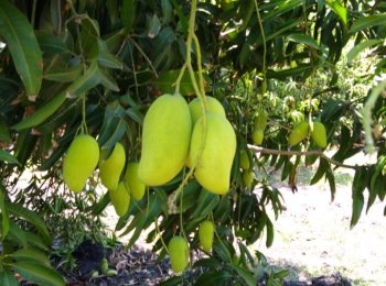 Mango ataulfo - Frutas y Hortalizas Orgánicas de Michoacán México