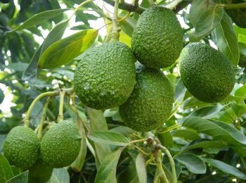 Aguacate hass - Frutas y Hortalizas Orgánicas de Michoacán México