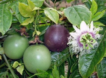 Fruta de la pasion - Frutas y Hortalizas Orgánicas de Michoacán México