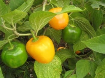 Chile manzano - Frutas y Hortalizas Orgánicas de Michoacán México