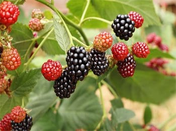 Frutas rojas - Frutas y Hortalizas Orgánicas de Michoacán México