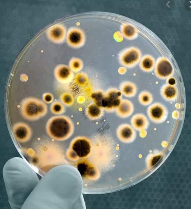 Analisis de patogenos - Centro de Innovación y Desarrollo Agroalimentario de Michoacán