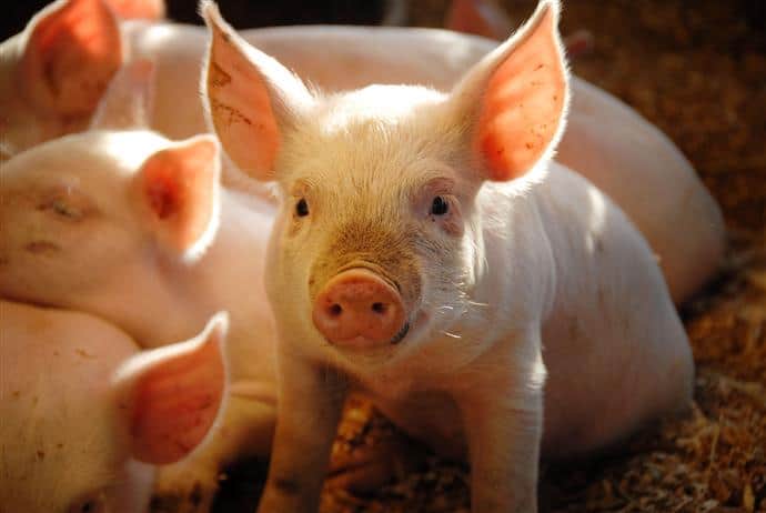 Probioticos uso pecuario  - Biodesarrollos Valmex