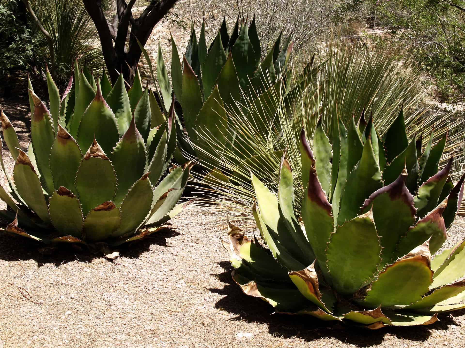 LESERRANO-CIDAM-MEZCAL-ORGANISMO-CERTIFICADOR