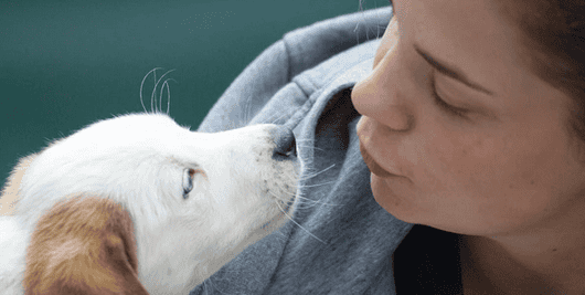 Aceite de cannabis para perros - CannabiStore.Mx