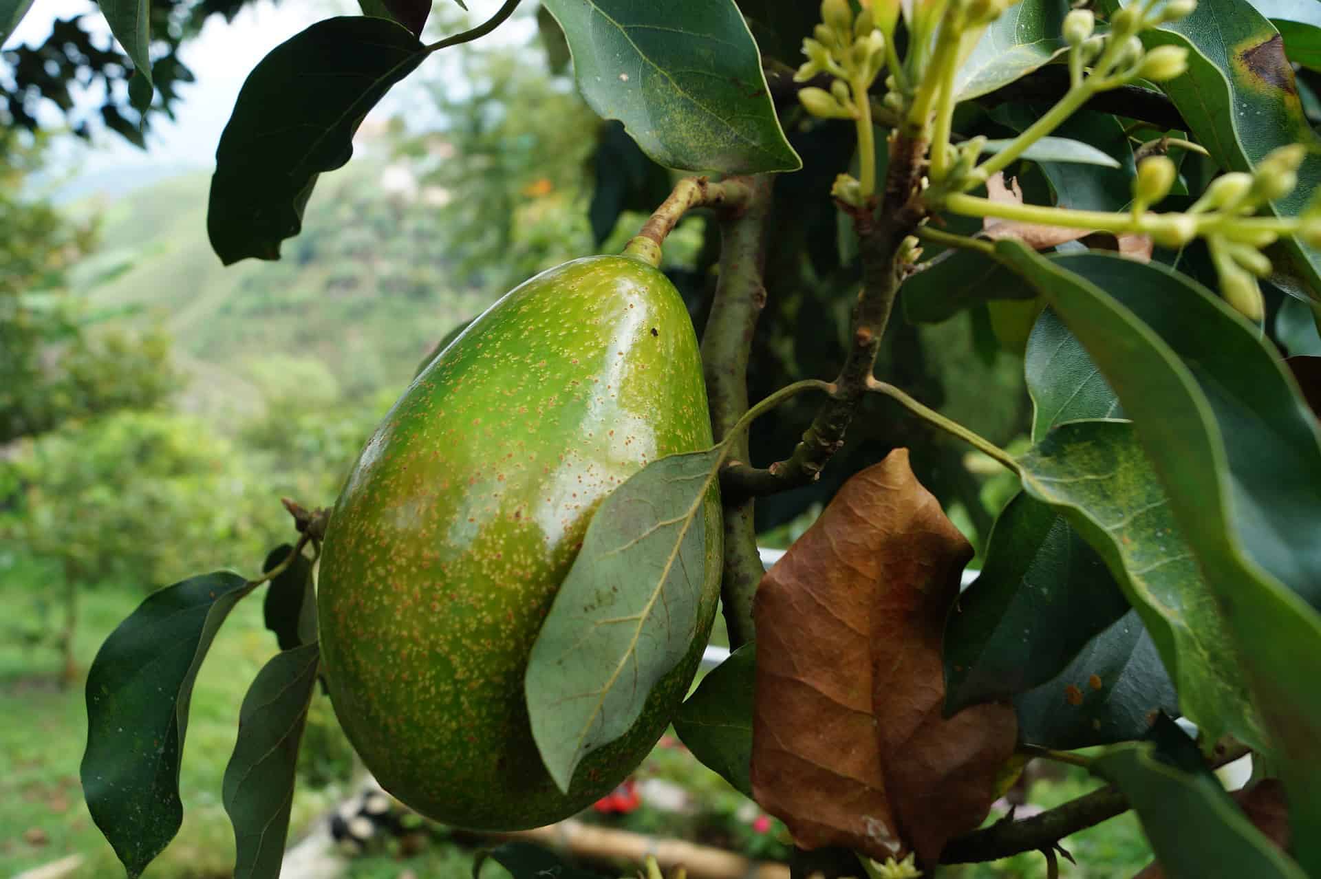 leserrano avocado lmr plaguicidas  transformación alimentos  fitopatologia inocuidad tabla nutrimental mesofilos inocuidad cidam cromatografia biotecnología pcr primer