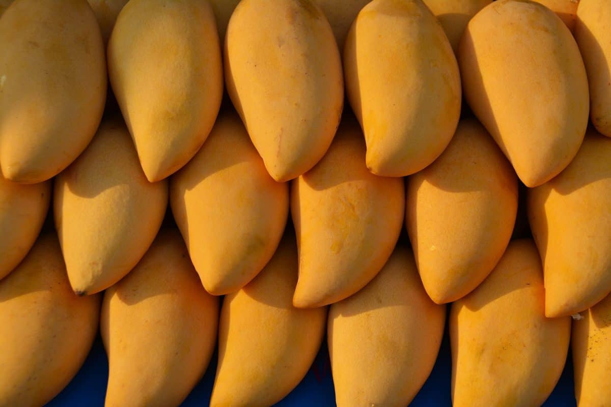 Concentrado de mango - Luafrut