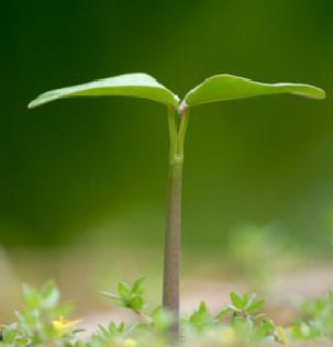 Aditivos para la agroindustria