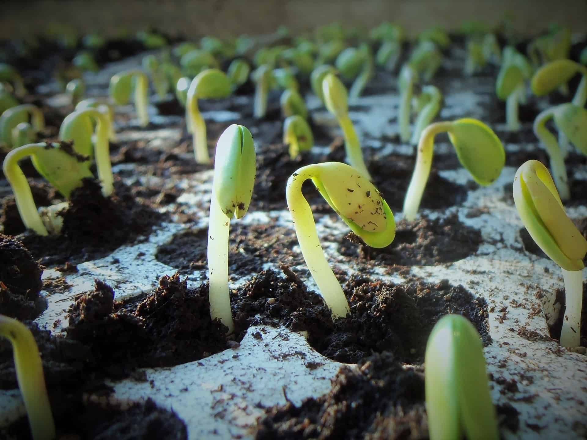 plantas sanas suelo sano semillas sanas virus bacterias hongos cidam