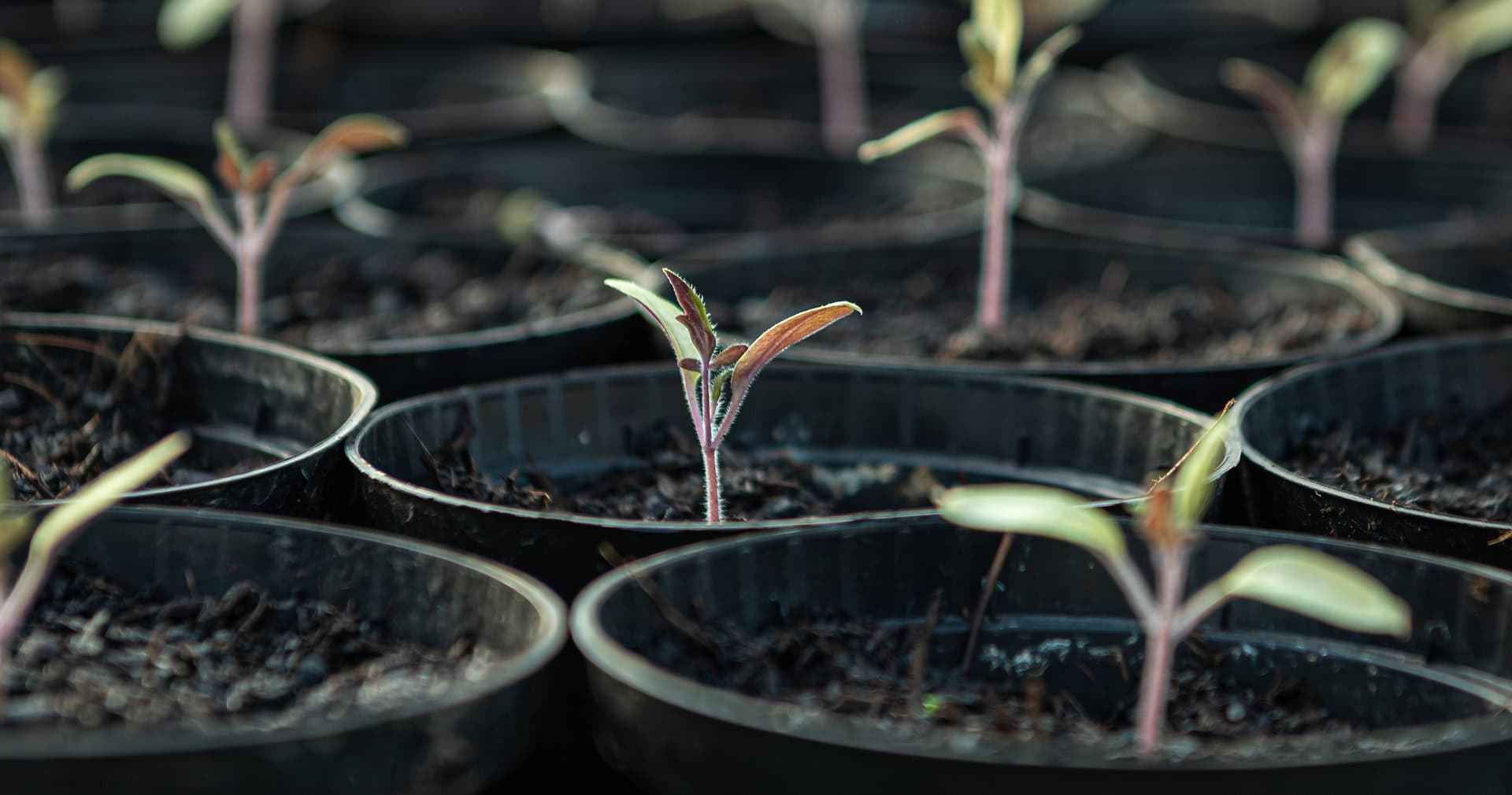 semillas germinación producción enfermedades cultivos sanos