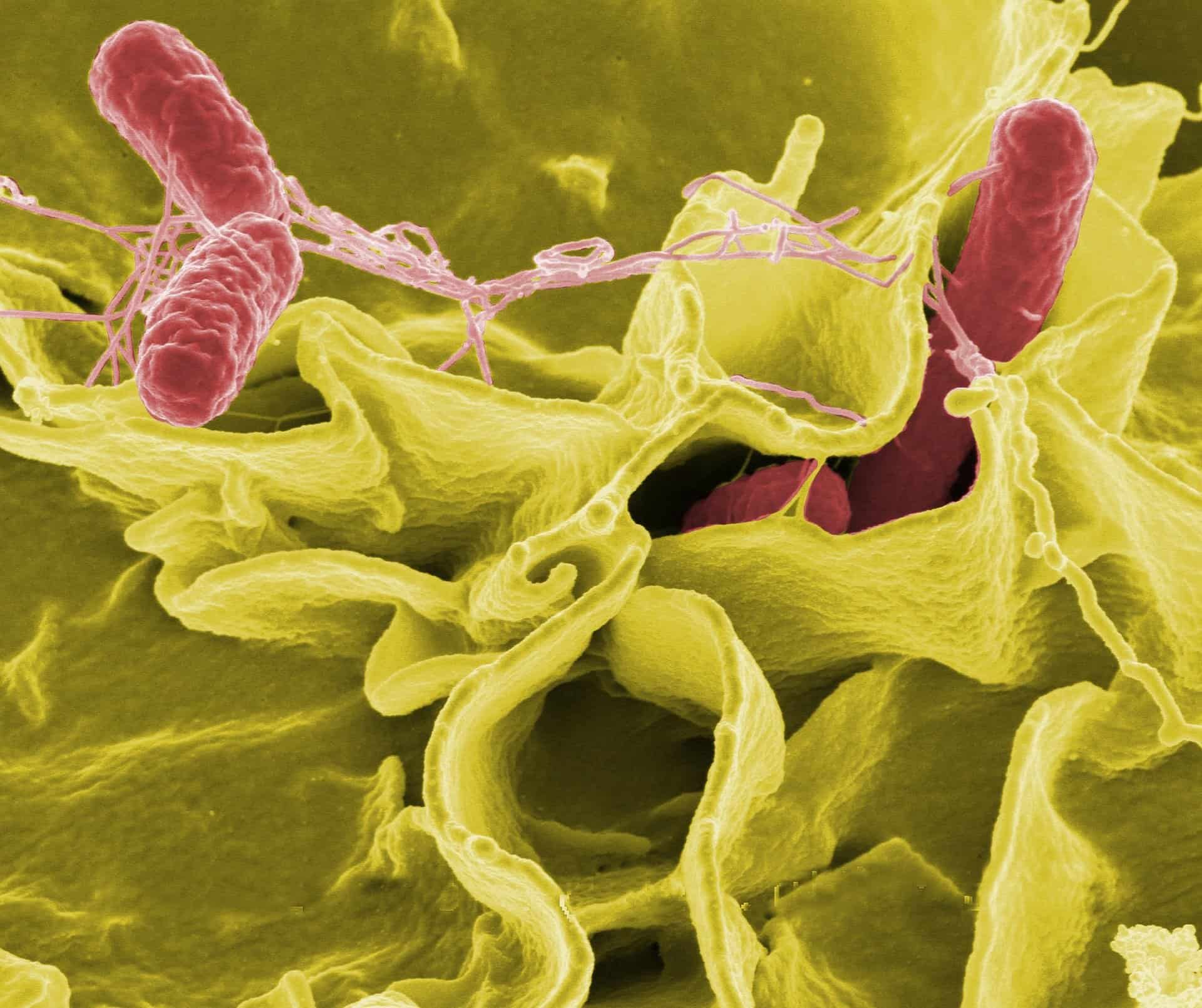 SALMONELLA EN AGUA