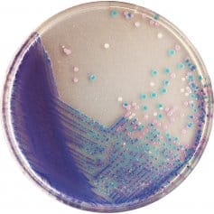 Placa de Agar Cromogénico (Chromagar Salmonella Plus), se vende en polvo para preparar hasta 250 placas