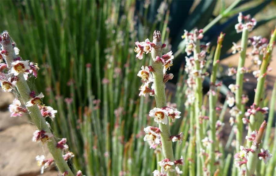 Cera de candelilla grado estándar  3