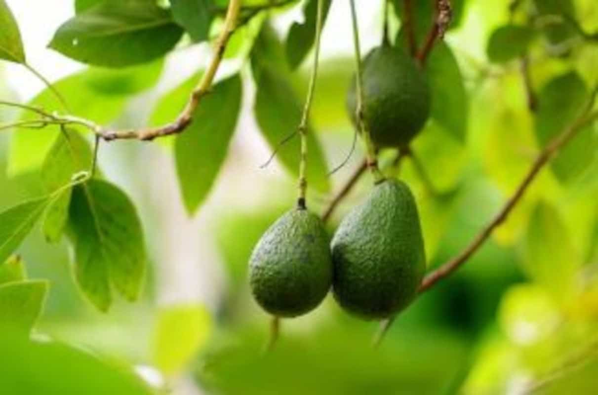 Aguacate (Fruto Completo) 1