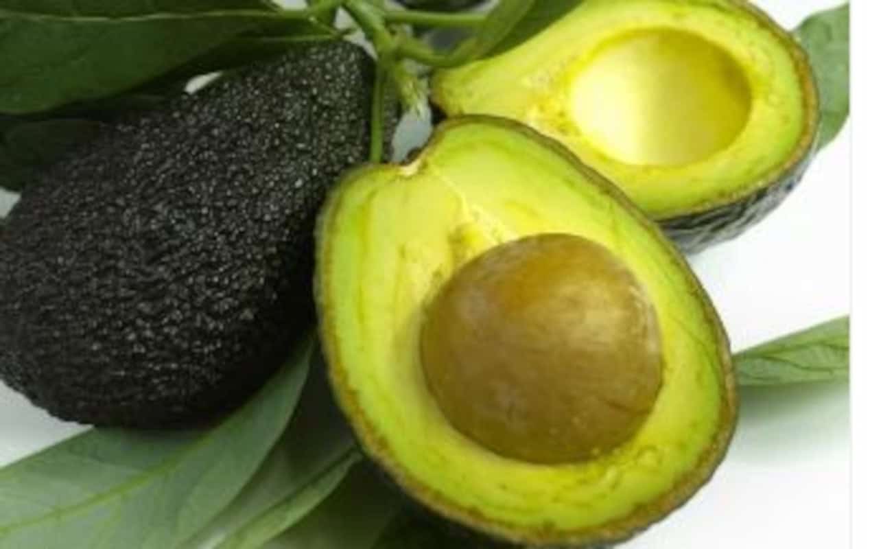 Aguacate (Fruto Completo) 4