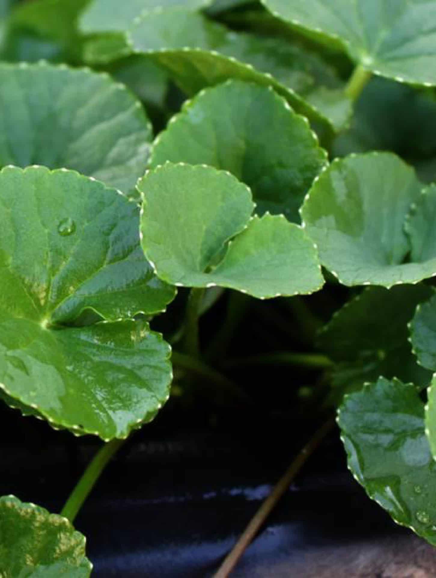 EXTRACTO ACUOSO DE CENTELLA ASIATICA