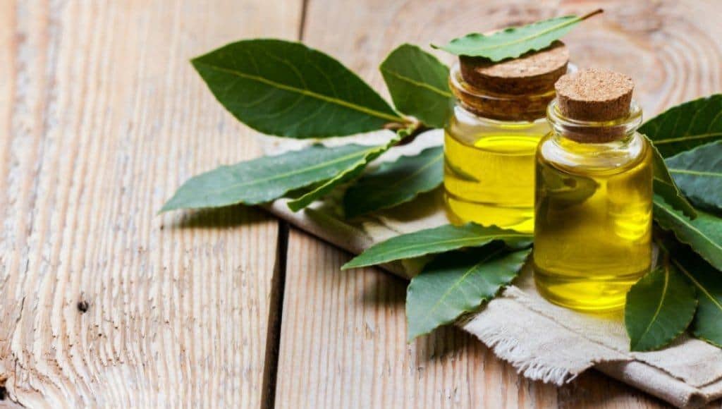Aceite Esencial de Laurel