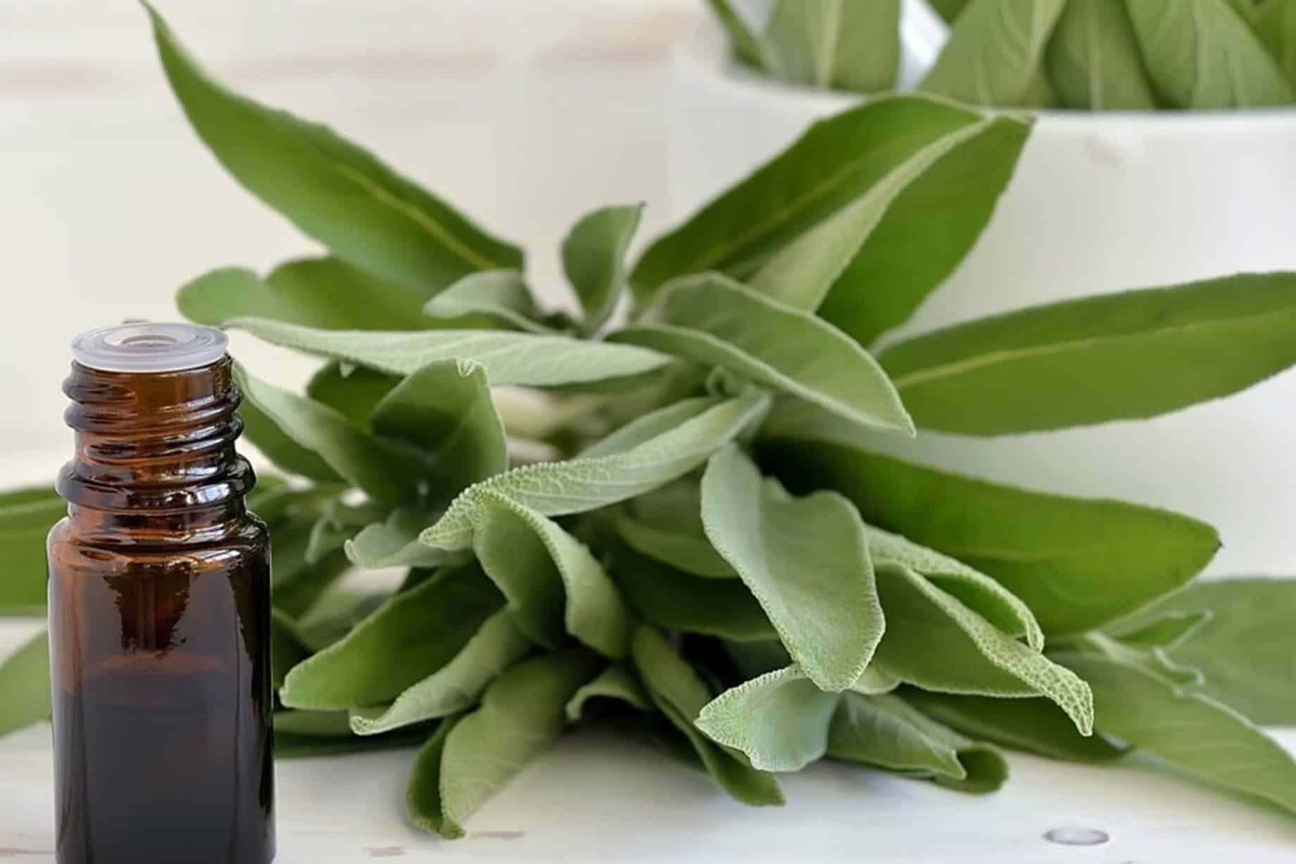 Aceite Esencial de Salvia Española