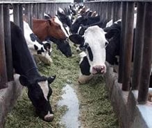 Sulfato de cobre pentahidratado para alimentos balanceados 