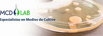Medio de cultivo Hemocultivo ICC