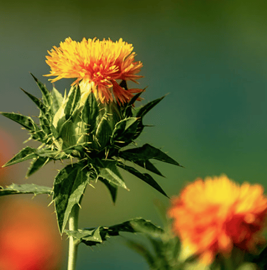 Cartamo en aceite vegetal