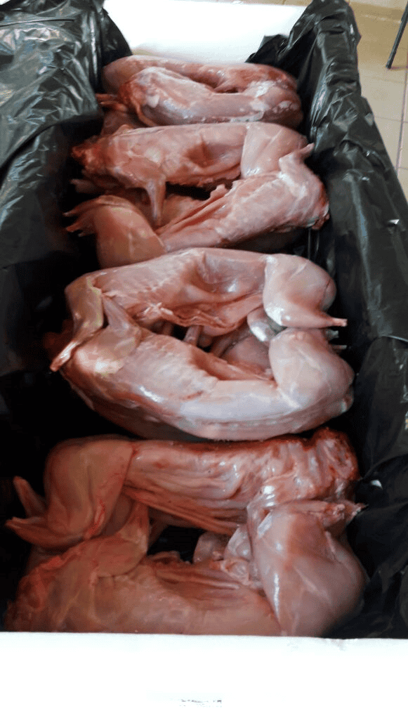 Carne de conejo en canal