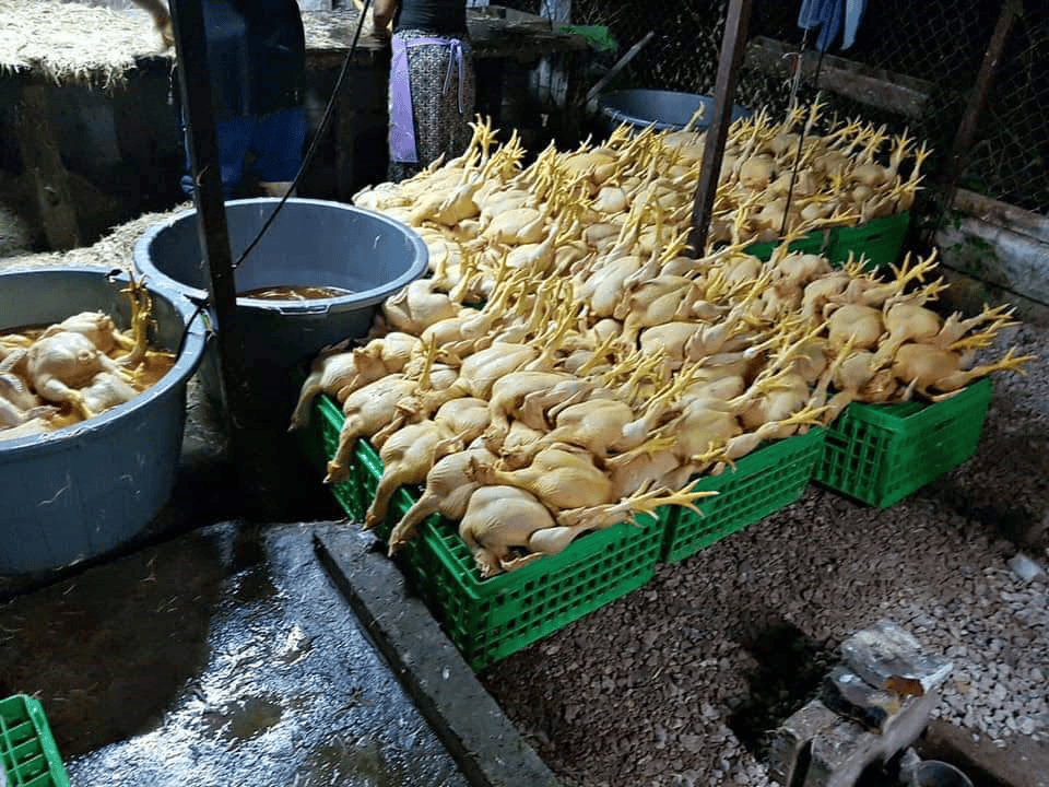 pollo entero 