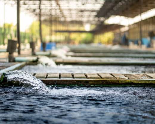 Floculantes anionicos en polvo-2
