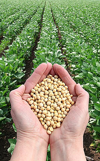 Lecitina de soya liquida-1